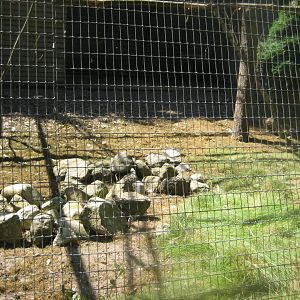 Frydenlund Fuglepark - Cockatiel/pheasant aviary