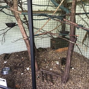 Azara’s agoutis 100818