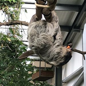 Linnaeus’ two-toed sloth 100818