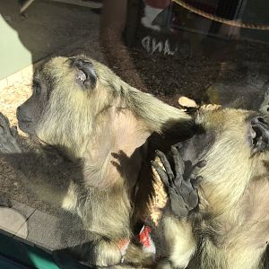 Black-and-gold howler monkeys 100818