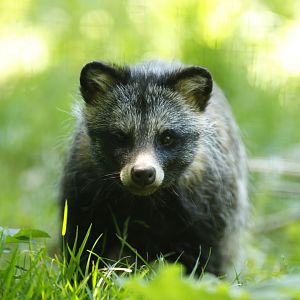 Raccoon dog  (Nyctereutes procyonoides)