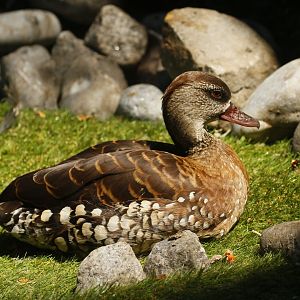 Spotted whistling duck (Dendrocygna guttata)