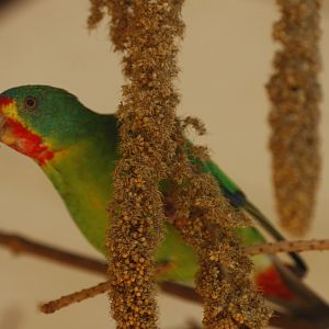 Swift parrot (Lathamus discolor)