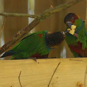Blue-throated conure (Pyrrhura cruentata)