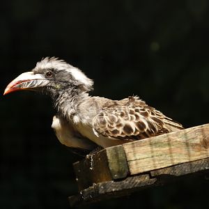 African grey hornbill (Lophoceros nasutus)