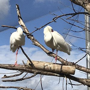 Penguin Cove - African spoonbills 100818