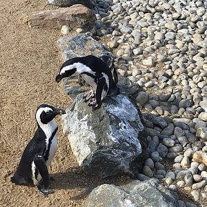 Penguin Cove - Black-footed penguins 100818