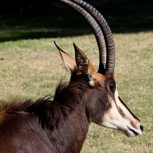 sable antelope (Hippotragus niger) 2010