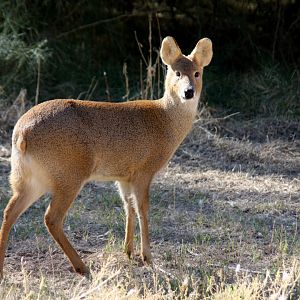 Chinese water deer (Hydropotes inermis) 2010