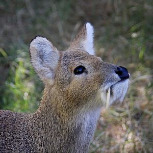 Chinese water deer (Hydropotes inermis) 2010