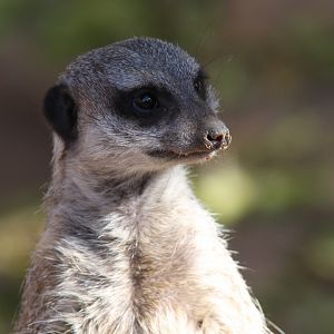 meerkat or suricate (Suricata suricatta) 2010