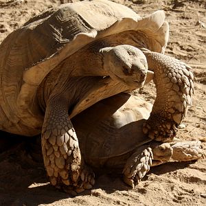 Tortoise domination 2010