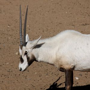 Arabian oryx or white oryx (Oryx leucoryx) 2010