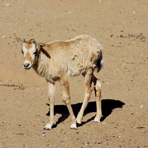 Arabian oryx or white oryx (Oryx leucoryx) 2010