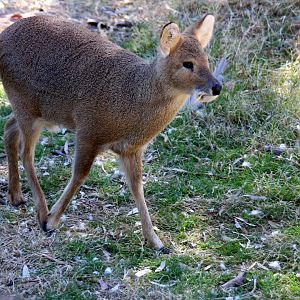 Chinese water deer (Hydropotes inermis) 2010