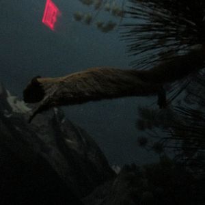 northern flying squirrel