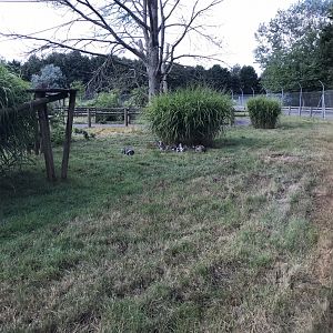 Lemur walkthrough 100818