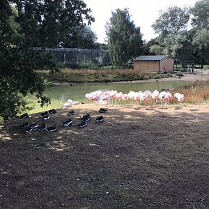 Chilean flamingos and Red-breasted geese 100818