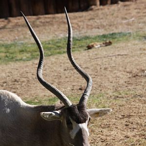 addax (Addax nasomaculatus) 2010