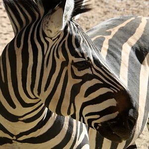 Grant's zebra (Equus quagga boehmi) 2010