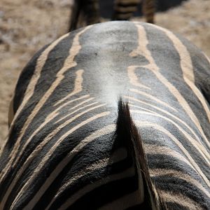 Grant's zebra (Equus quagga boehmi) 2010