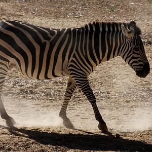 Grant's zebra (Equus quagga boehmi) 2010