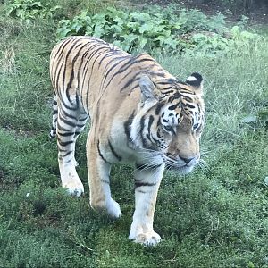 Siberian tiger 100818