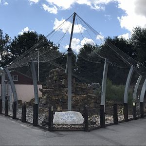 Snow leopard exhibit 100818