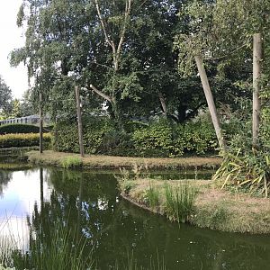 Islands for Callitrichids 100818