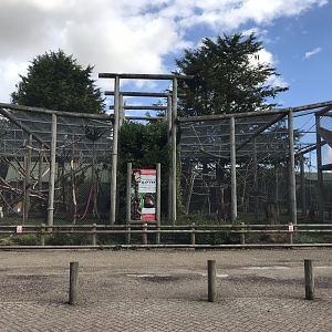 Siamang and spider monkey enclosure 100818