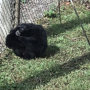 Siamang 100818