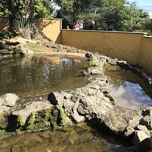 Asian small-clawed otters exhibit 100818