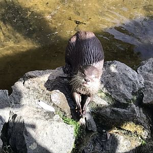Asian small-clawed otter 100818