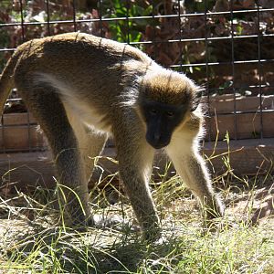 sp? green monkey (Chlorocebus sabaeus) 2010