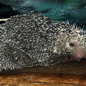 bicolored-spined porcupine (Coendou bicolor) 2010