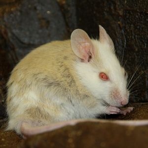 Natal multimammate mouse (Mastomys natalensis) 2010