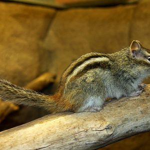 Colorado chipmunk (Neotamias quadrivittatus) 2010