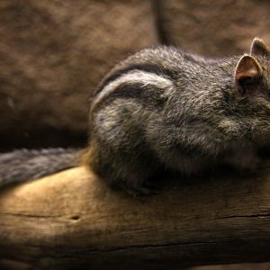 Colorado chipmunk (Neotamias quadrivittatus) 2010