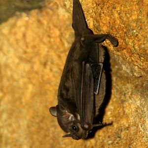 Jamaican, common or Mexican fruit bat (Artibeus jamaicensis) 2010