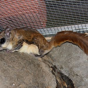 southern flying squirrel or the assapan (Glaucomys volans volans) 2010