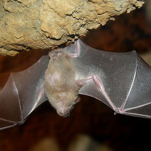Jamaican, common or Mexican fruit bat (Artibeus jamaicensis) 2010