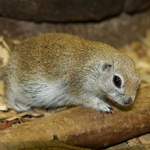 round-tailed ground squirrel (Xerospermophilus tereticaudus)