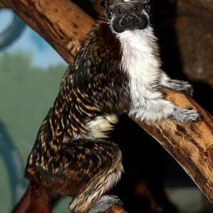 Geoffroy's tamarin (Saguinus geoffroyi) 2010