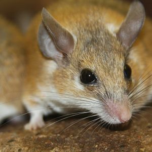 Arabian spiny mouse (Acomys dimidiatus) 2010