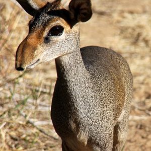Günther's dik-dik (Madoqua guentheri) 2010