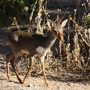 Günther's dik-dik (Madoqua guentheri) 2010