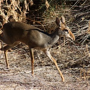 Günther's dik-dik (Madoqua guentheri) 2010