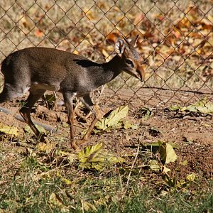Günther's dik-dik (Madoqua guentheri) 2010