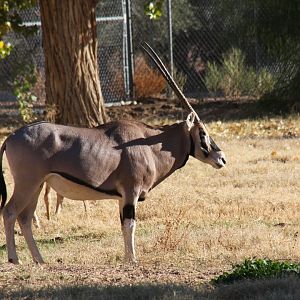 East African or Beisa oryx (Oryx beisa) 2010