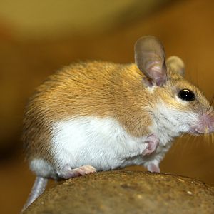 Arabian spiny mouse (Acomys dimidiatus) 2010